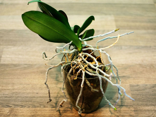 Пересадка орхидеи с проблемными корнями